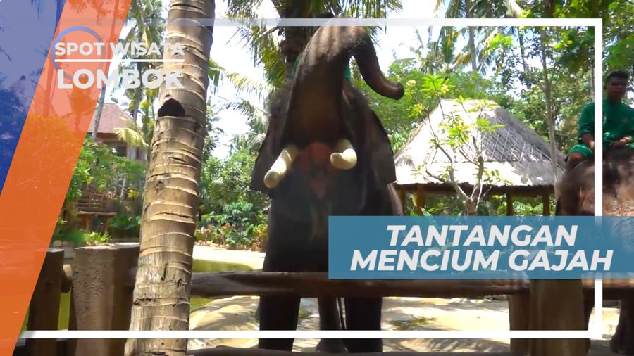 Taklukkan Tantangan Mencium Kening Binatang Besar Berbelalai Panjang, Lombok