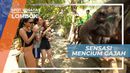 Sensasi Geli dan Deg-degan Mencium Kening Gajah, Lombok