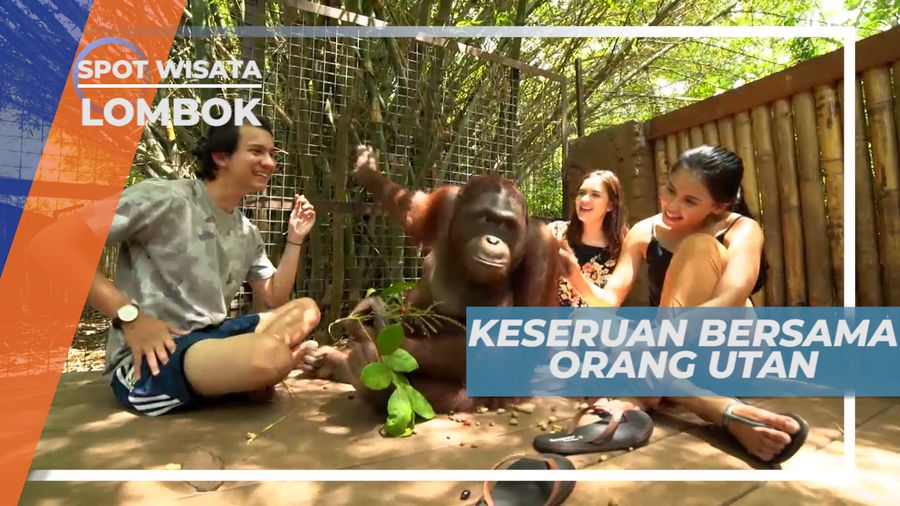 Serunya Jalan-jalan Berkeliling Taman Satwa Bersama Orang Utan, Lombok