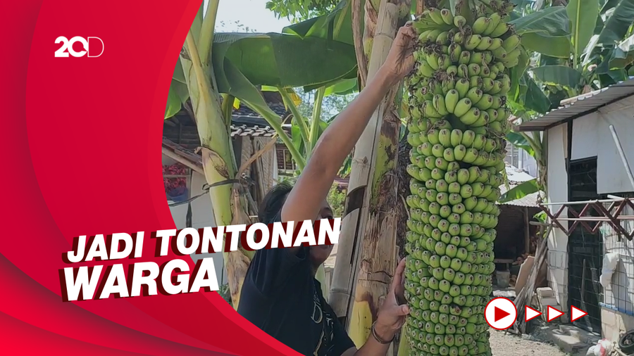 Penampakan Pisang Rojo Sewu yang Panjangnya 2 Meter