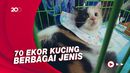 Adu Cantik Para Kucing Peliharaan di Parepare Cat Show