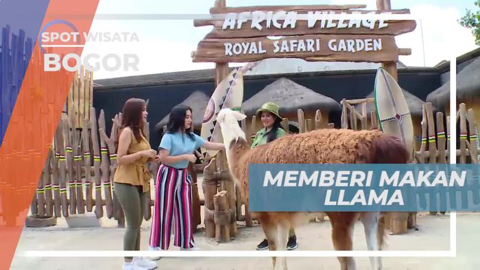 Memberi Makan dan Berinteraksi Langsung Dengan Llama di Bogor