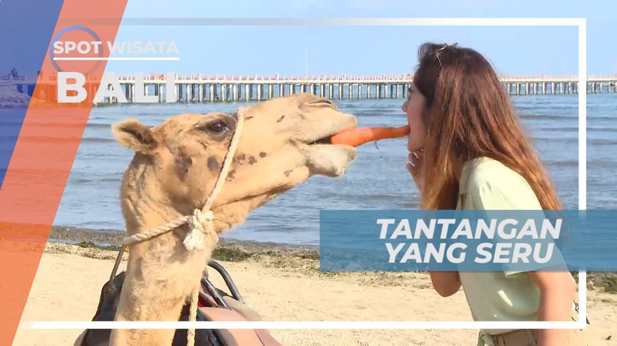 Uji Nyali, Taklukkan Tantangan Memberi Makan Unta Secara Langsung, Bali