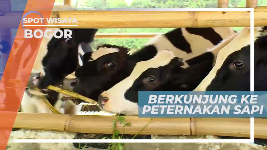 Serunya Belajar Memerah Susu Sapi di Peternakan Bogor