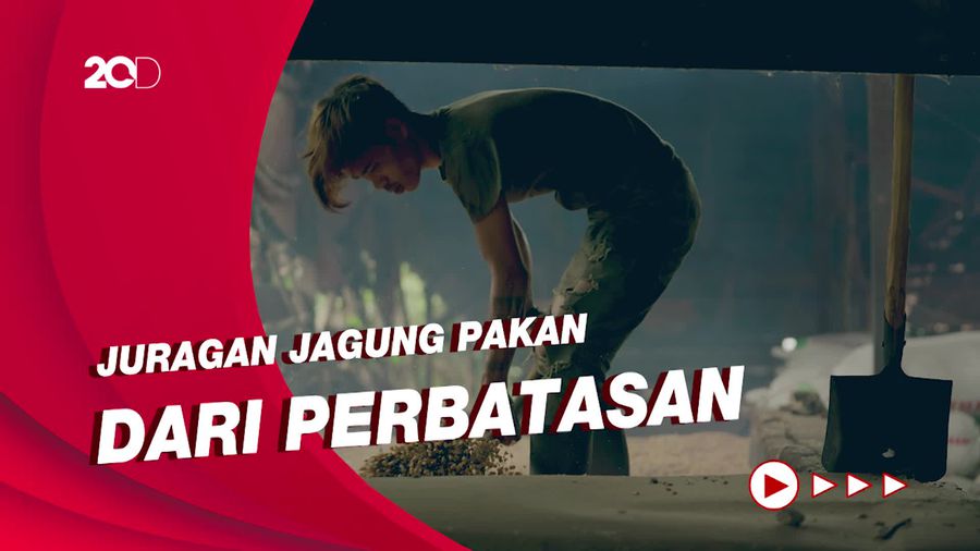 Kisah Sukses Juragan Jagung Pakan di Perbatasan, Hingga Banjir Orderan