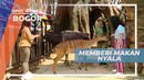 Memberi Makan Nyala, Satwa Lucu di Mini Zoo Afrika Bogor