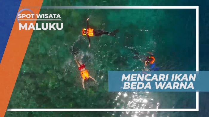 Menikmati Indahnya Surga Bawah Laut Sambil Mencari Ikan Beda Warna, Maluku