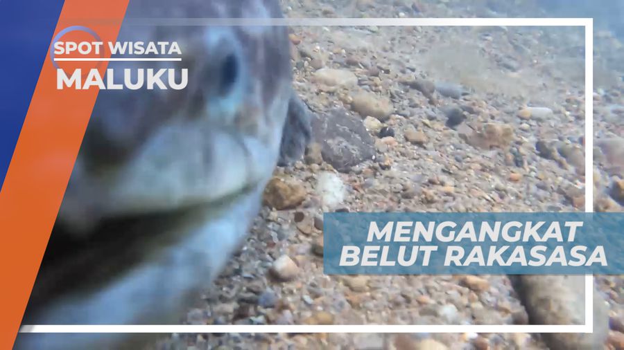 Pengalaman Seru, Berinteraksi Langsung Dengan Belut Raksasa, Maluku