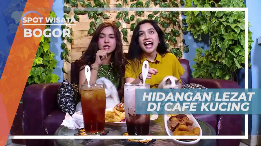 Santap Lezat  Ditemani Kucing-kucing Lucu, Bogor