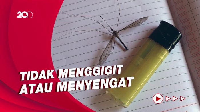 Warga di Polewali Mandar Dikejutkan Nyamuk Raksasa