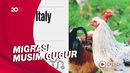 Kasus Flu Burung di Italia Meningkat, Gara-gara Apa?