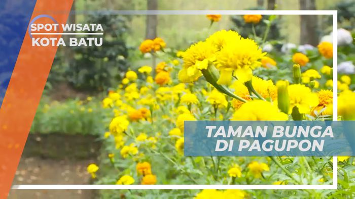 Wisata Ke Taman Bunga di Pagupon, Batu
