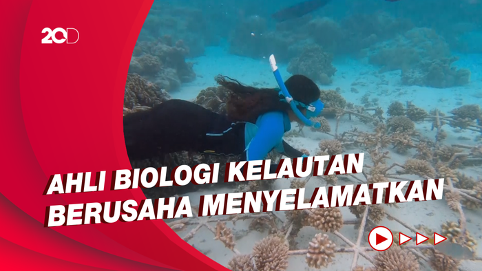 Terumbu Karang Maldives dalam Krisis