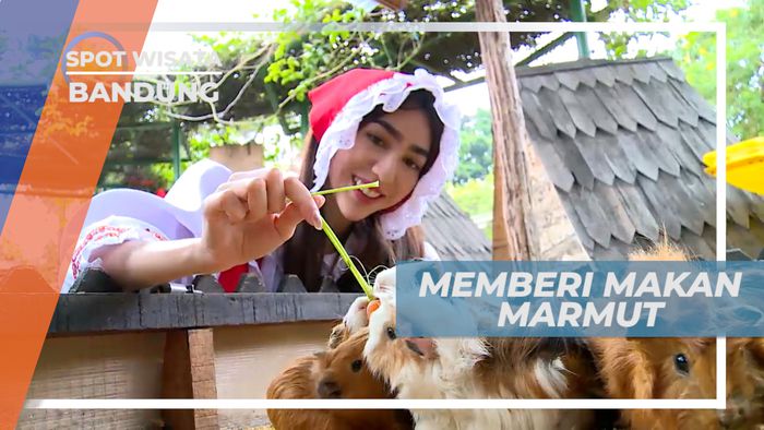 Senangnya Berinteraksi dan Memberi Makan Marmut Lucu yang Menggemaskan, Bandung
