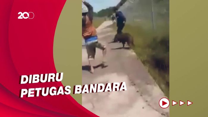 Babi Hutan Masuk ke Landasan Pacu Bandara Toraja Bikin Heboh!