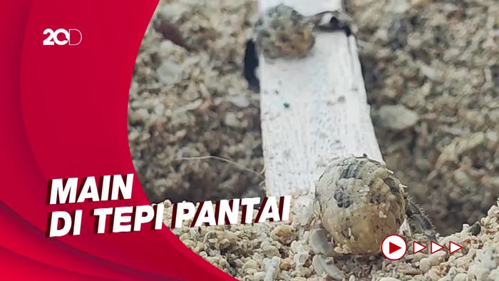 Keseruan Balap Kelomang, Hiburan Anak Nelayan di Akhir Pekan