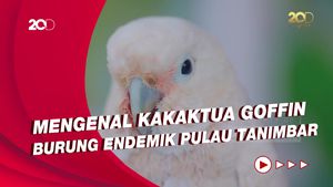 Mengenal Kakaktua Goffin Burung Endemik Pulau Tanimbar