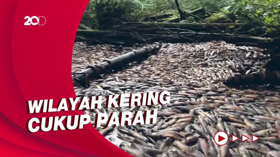 Geger Puluhan Ribu Ikan Salmon Mati di Kanada, Begini Penampakannya 