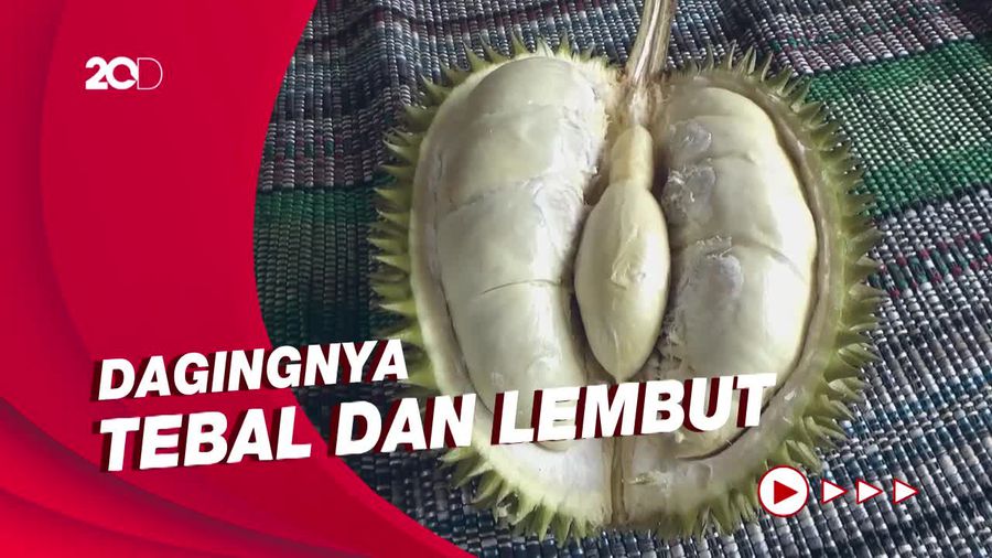Manis Legit Durian Mentega Khas Lereng Gunung Semeru