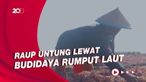 Raup Untung Melalui Budidaya Rumput Laut