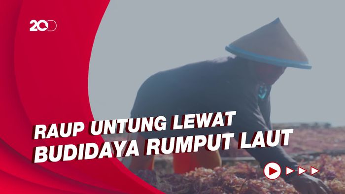 Raup Untung Melalui Budidaya Rumput Laut