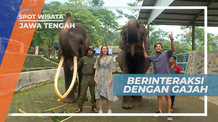 Senangnya Bermain dan Berinteraksi Dengan Gajah Lampung, Pekalongan