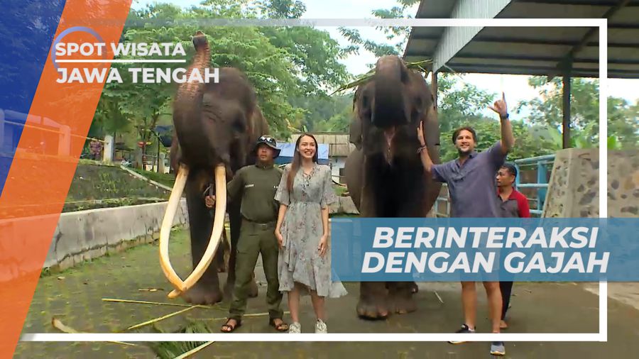 Senangnya Bermain dan Berinteraksi Dengan Gajah Lampung, Pekalongan