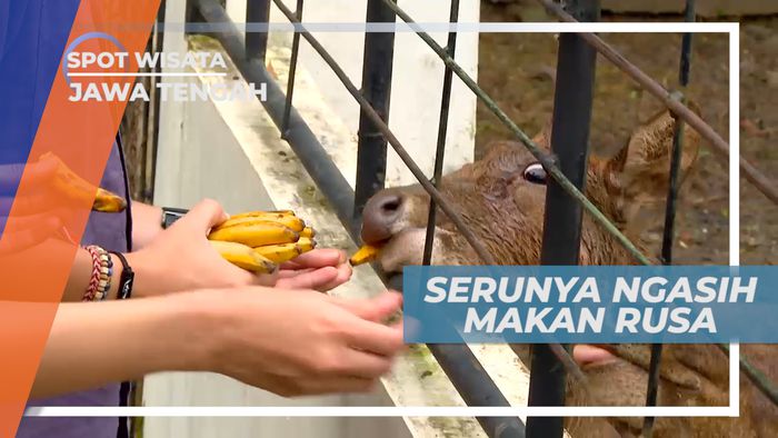 Serunya Berinteraksi dan Memberi Makan Rusa di Taman Wisata, Pekalongan