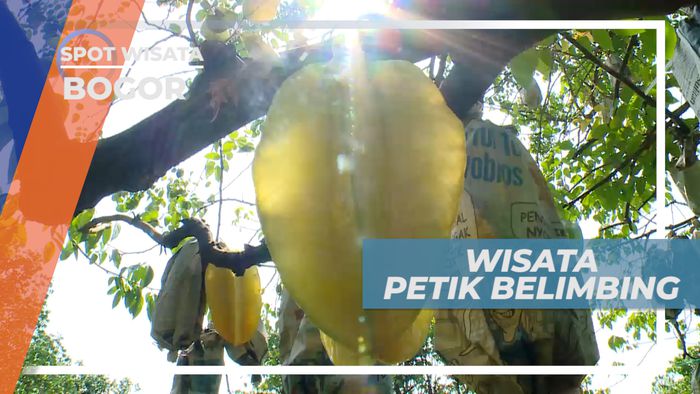 Serunya Agrowisata Memetik Buah Belimbing Langsung dari Pohonnya, Bogor