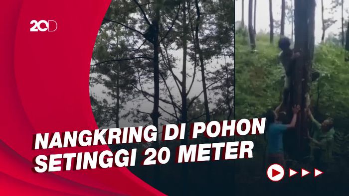 Aksi Warga Bujuk Pemuda yang Nangkring di Pohon Berhari-hari