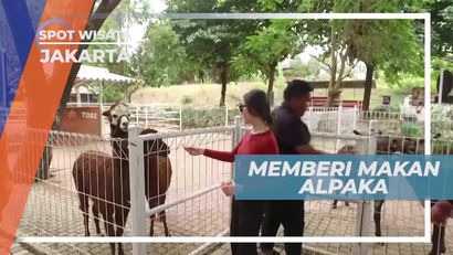 Memberi Makan Alpaka dan Kuda Poni di Kawasan Wisata Jakarta