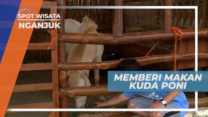 Memberi Makan Kuda Poni yang Lucu dan Imut, Nganjuk