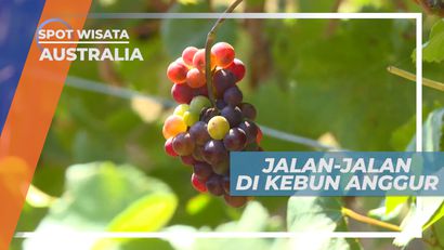 Wisata di Kebun Anggur yang Luas, Australia