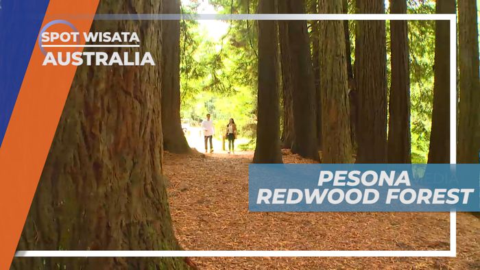 Pohon-pohon Besar di Redwood Forest, Australia