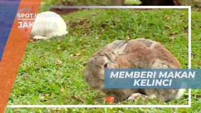 Memberi Makan Kelinci Lucu di Kawasan Wisata Jakarta