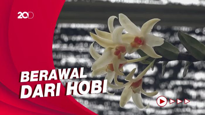 Cerita Pemuda di Mamasa Budidaya Anggrek hingga Raup Omzet Jutaan Rupiah