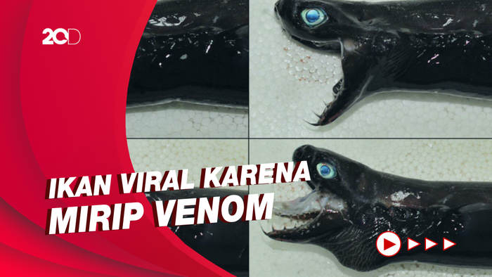 Mengenal Ikan Hiu Hitam yang Disebut Mirip Venom 