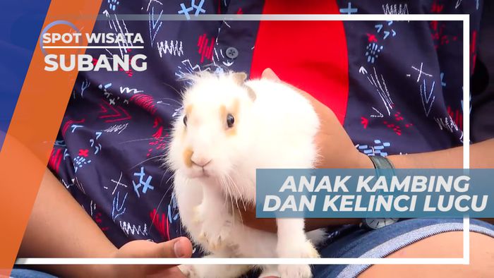 Serunya Berinteraksi Dengan Kambing dan Kelinci yang Lucu, Subang