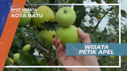 Berkunjung ke Wisata Petik Apel di Kota Batu Jawa Timur
