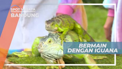 Iguana, Reptil Lucu yang Jinak, Bandung