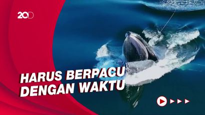 Aksi Petugas Berjibaku Selamatkan Paus Bungkuk dari Jerat
