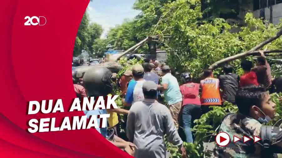 Pohon Tumbang di Probolinggo: Satu Tewas, Satu Lainnya Kritis