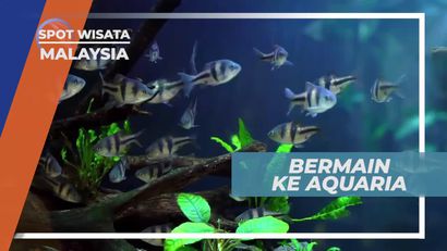 Melihat Aneka Jenis Ikan di Aquaria, Malaysia