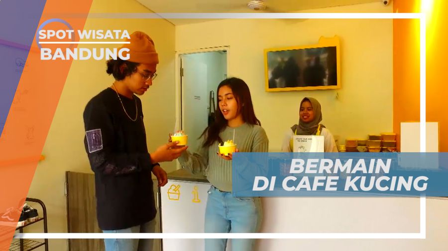 Kafe Kucing, Makan Es Krim Ditemani Para Kucing Lucu, Bandung