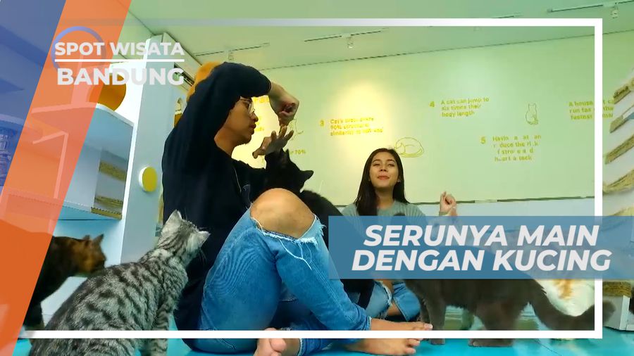 Berinteraksi dengan Kucing-kucing Junak yang Lucu, Bandung