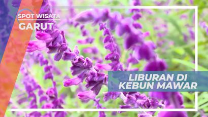 Mengunjungi Indahnya Warna-warni Cantik Kebun Mawar, Garut