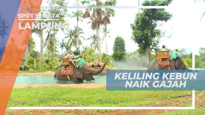Sensasi Seru Berkeliling Taman Wisata Dengan Naik Gajah, Lampung