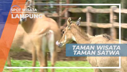 Berinteraksi dan Memberi Makan Satwa di Taman Wisata, Lampung