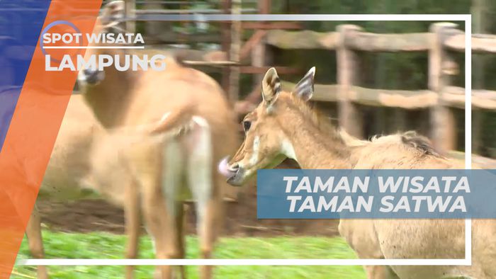 Berinteraksi dan Memberi Makan Satwa di Taman Wisata, Lampung