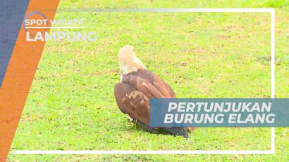 Serunya Ikut Serta Dalam Pertunjukan Atraksi Burung Elang, Lampung